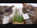 【モアクリ】 お待ちかねの猫草サラダ