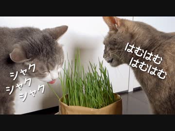 【モアクリ】 お待ちかねの猫草サラダ