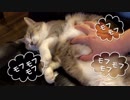 【モアクリ】 ふわふわモフりタイム