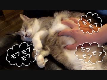 【モアクリ】 ふわふわモフりタイム