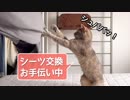 【モアクリ】 ネコとシーツとボール遊び