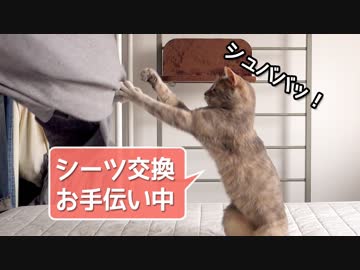 【モアクリ】 ネコとシーツとボール遊び