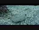 【IOP】ハゼ近影
