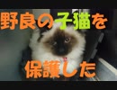 かわいい子猫を保護した