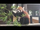 レッサーパンダの風太君(千葉市動物公園)