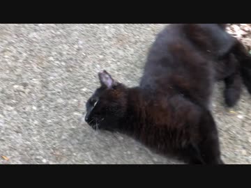 ちょっ！待てよ！黒猫が追いかけてきたので‥