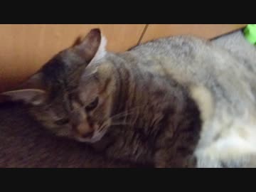 拾いねこ＠生後2556/2523日目　明日はアコさん誕生日！