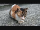 【生海月】なまくらじお【2019.7.6】