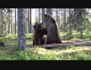 フィンランドで撮影されたヒグマ同士のガチ喧嘩