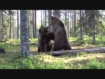 フィンランドで撮影されたヒグマ同士のガチ喧嘩 ニコニコ動画