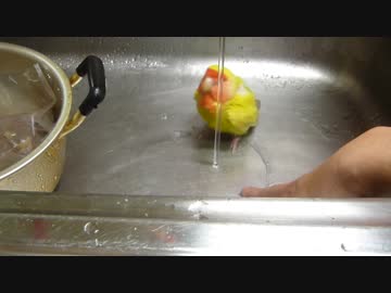 コザクラインコの水浴び