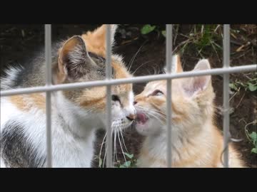 兄妹猫を差し置いて母猫を独り占めする子猫