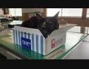 DHCがお気に入り