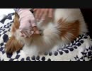 ローラー針でなでなでされるワンコ（パピヨン）