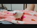 文鳥が人に慣れるとこうなる【ハル♀】