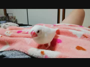 文鳥が人に慣れるとこうなる【ハル♀】