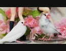 雛たちのその後【文鳥家族】