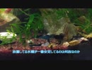 【睡蓮鉢】ビオトープ+α経過観察6月【室内水槽】