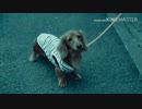いつも通りテンちゃんと会話するも蒼き世界に飛ばされ声がおかしくなった飼い主.37kb