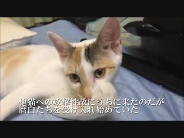 ミスター母性猫、破壊姫子猫を愛で包む