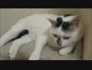 ベンツSクラスを凌ぐパワーを持つキングエンジンまさに可能性の獣
