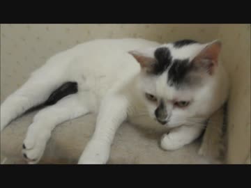 ベンツSクラスを凌ぐパワーを持つキングエンジンまさに可能性の獣