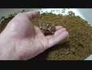 アメフクラガエル　登山する