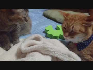 拾いねこ＠生後2557/2524日目　アコさん7歳誕生日ー！