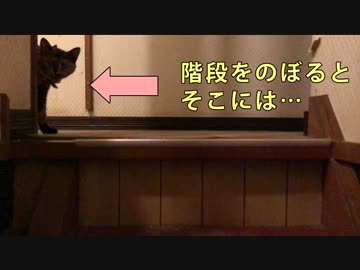 鳴き声がする方へ行ってみるとモフモフ強制天国