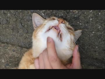 野良猫をモフり倒して気絶させてみた