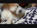 身震いするワンコ（パピヨン）