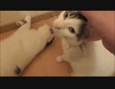例のトイレでイチャらぶする三匹