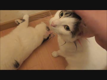 例のトイレでイチャらぶする三匹