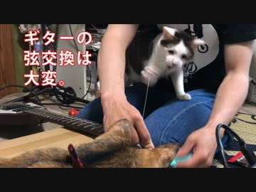 猫がいるところでギターの弦交換してみた。