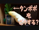 インコの食べられる野草のお話