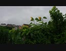 旅先にて・・・