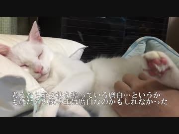 宇宙猫、主を腕枕に誘う