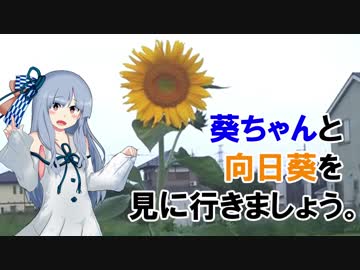 【ひまわりの日】葵ちゃんと向日葵を見に行きましょう。【VOICEROID車載】