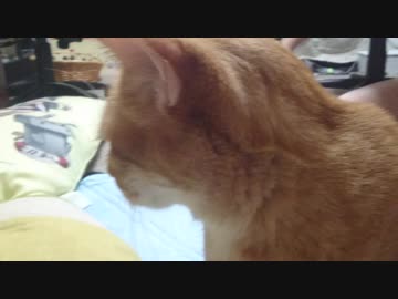 拾いねこ＠生後2558/2525日目　じゃらしじゃらし。