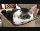 ちょうどよい段ボールを見つけた猫