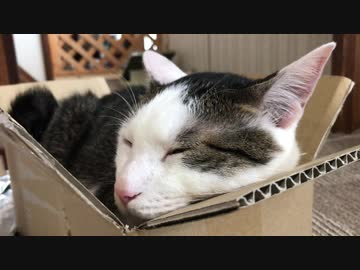 ちょうどよい段ボールを見つけた猫