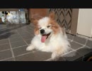 暑いけど日光浴が気持ちよさそなワンコ（パピヨン）