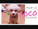 マルチーズのCOCOくんがどうしても弟が欲しい訳