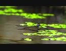 アメンボ映すだけ