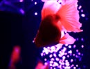 【オリジナル】雫炎金魚(ピアノ小品)