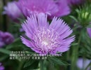 誕生日に贈る言葉～7月9日生まれの調和を愛するあなたに－聴きものがたり