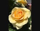 《I for You／LUNA SEA》を歌ってみた✧
