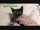 先住猫、仔猫と初対面する