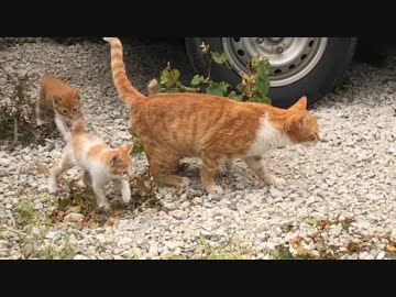 茶白猫の子猫が表に出てきた〜茶白家族日記3〜
