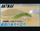 クサカゲロウVSオスアリ～譲れない戦い～